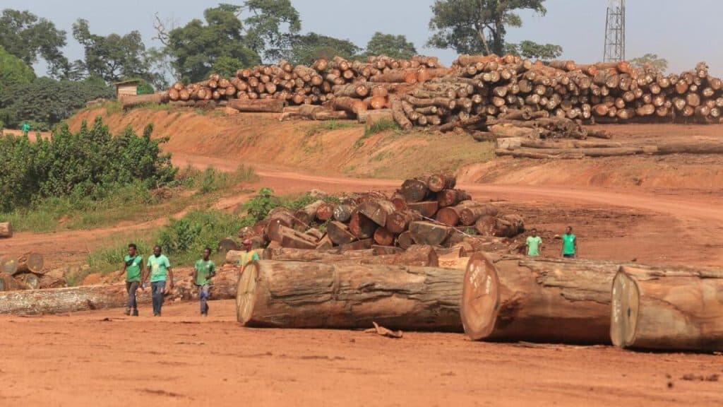 Bois en Afrique centrale : les prix mondiaux bondissent avant l'interdiction des grumes