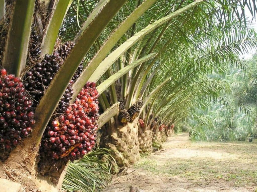 Huile de palme : le Cameroun face au risque de pénurie
